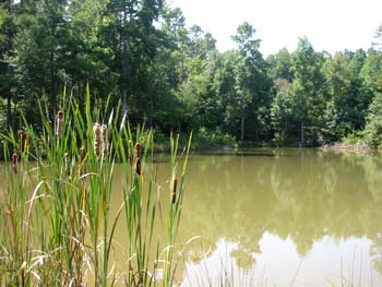 Greentree Pond