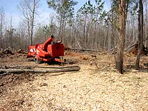 Small trees & branches are chipped into mulch